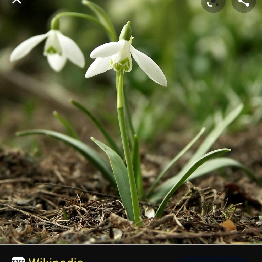 SNOW DROP BULBS/ 60 bulbs for $25 - Picture 4 of 6